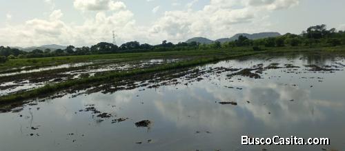 FINCA DE 215 TAREAS ARROCERAS DE VENTA EN BONAO