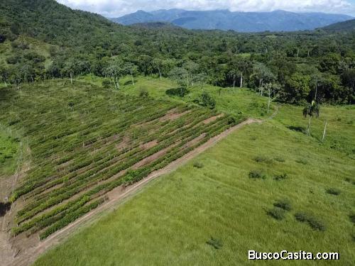 FINCA DE 222 TAREAS DE VENTA EN BONAO