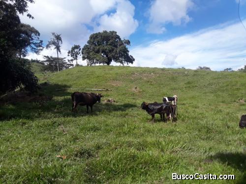 FINCA DE 190 TAREAS DE VENTA EN BONAO