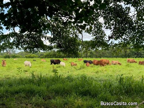 FINCA DE 715 TAREAS DE VENTA EN SAN FRANCISCO DE MACORIS