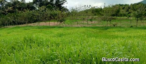 FINCA DE 150 TAREAS DE VENTA EN BONAO