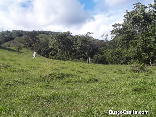 FINCA DE 190 TAREAS DE VENTA EN BONAO