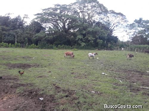 FINCA DE 60 TAREAS DE VENTA EN BONAO