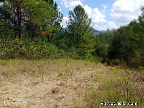 FINCA DE 60 TAREAS DE VENTA EN BONAO