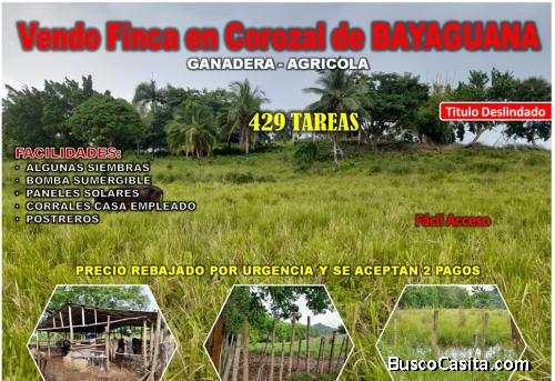 VENDO FINCA 429 TAREAS DE OPORTUNIDAD EN BAYAGUANA, CERCA DE  CASA CLUB CONTRY LIFE….ACEPTAMOS 2 PAG