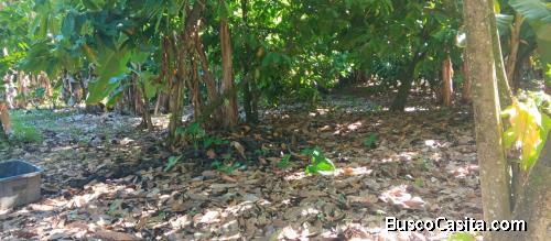 TERRENO DE 8 TAREAS DE VENTA EN BONAO