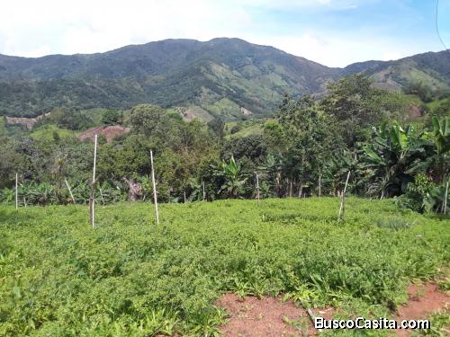 FINCA DE 100 TAREAS DE VENTA EN BONAO