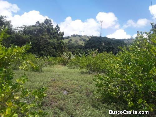 FINCA DE 34 TAREAS DE VENTA EN BONAO