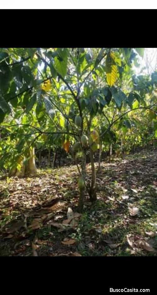FINCA DE 107 TAREAS DE VENTA EN BONAO