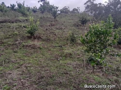 FINCA DE 113 TAREAS DE VENTA EN SAN JOSE DE OCOA