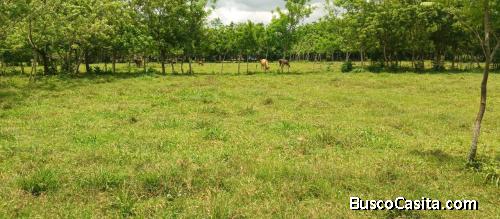 FINCA DE 40 TAREAS DE VENTA EN BONAO