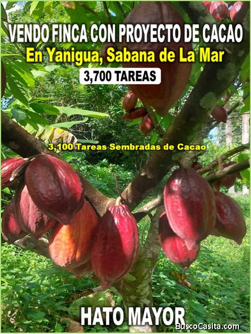 Vendo Finca de 3,700 tareas CON PROYECTO CACAO EN HATO MAYOR (Cacao de Alto Rendimiento)