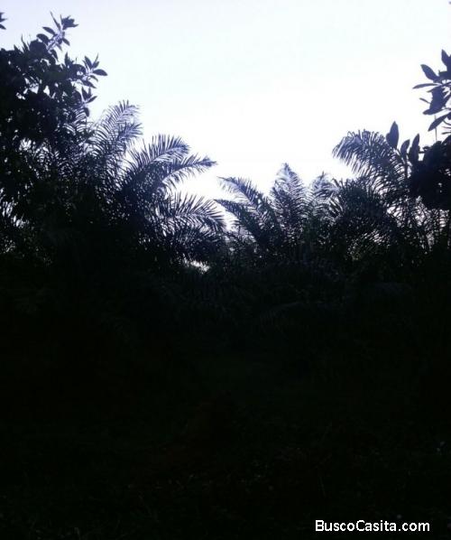 Fincas En Venta, Monte Plata!!