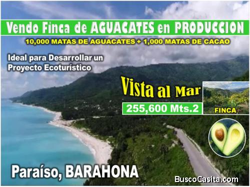 Vendo Finca de AGUACATE en PRODUCCION en Paraíso, BARAHONA, 255,600 Mts.2, VISTA AL MAR