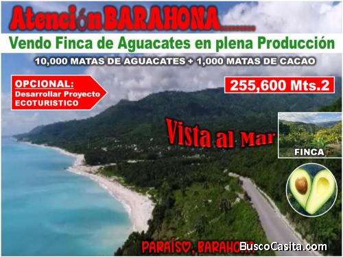 Vendo Finca de AGUACATE en Paraíso, BARAHONA, 255,600 Mts.2, VISTA AL MAR (en Producción)