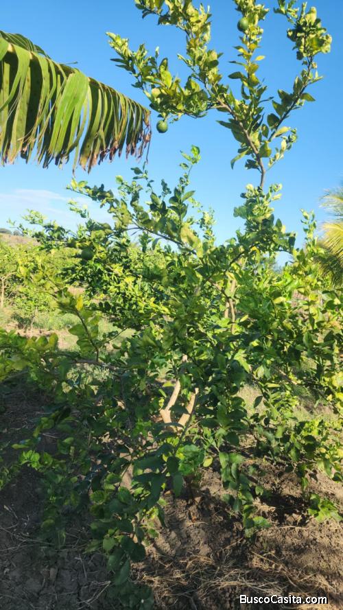 Terreno en Venta en Guatapanal, Mao Valverde