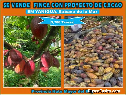 Vendo Finca de 3,700 tareas CON PROYECTO CACAO EN SABANA DE LA MAR (Cacao de Alto Rendimiento)