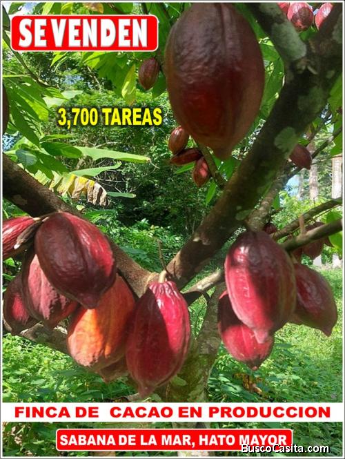 Vendo Finca de 3,700 tareas CON PROYECTO CACAO EN SABANA DE LA MAR (Cacao de Alto Rendimiento)