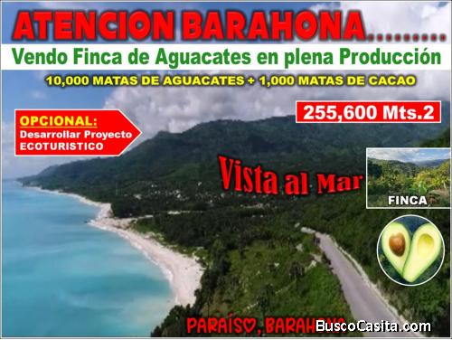Vendo Finca de AGUACATE en Paraíso, BARAHONA, 255,600 Mts.2, VISTA AL MAR (en Producción)
