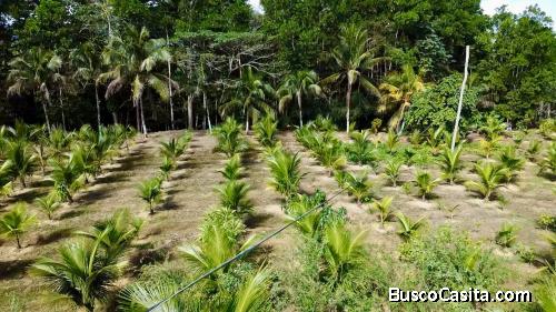 TERRENO DE 16 TAREAS DE VENTA EN VILLA ALTARGACIA