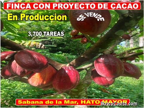 Vendo Finca de 3,700 tareas CON PROYECTO CACAO EN SABANA DE LA MAR (Cacao de Alto Rendimiento)