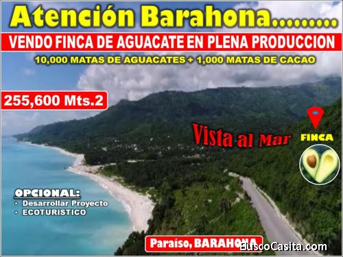 Vendo Finca de AGUACATE en Paraíso, BARAHONA, 255,600 Mts.2, VISTA AL MAR (en Producción)