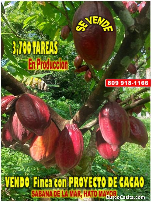 Vendo Finca de 3,700 tareas CON PROYECTO CACAO EN SABANA DE LA MAR (Cacao de Alto Rendimiento)