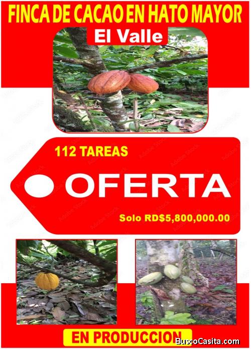 ULTIMA REBAJA en Finca de CACAO en PRODUCCION, 112 tareas, en El Valle de HATO MAYOR