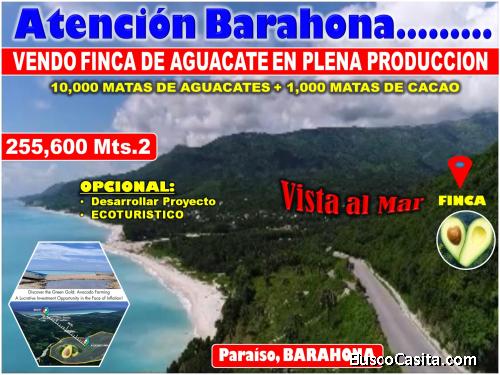 Vendo Finca de AGUACATE en Paraíso, BARAHONA, 255,600 Mts.2, VISTA AL MAR (en Producción)