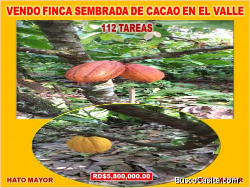 ULTIMA REBAJA en Finca de CACAO en PRODUCCION, 112 tareas, en El Valle de HATO MAYOR, Super Oportun