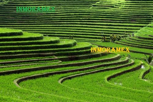  Inmo Ramex 