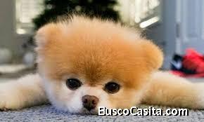 Edgar Jose  Silva Guillen